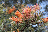 Grevillea Coastal Impressive