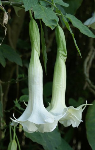 Angels Trumpet candida Double White (Brugmansia x) - Ladybird Nursery