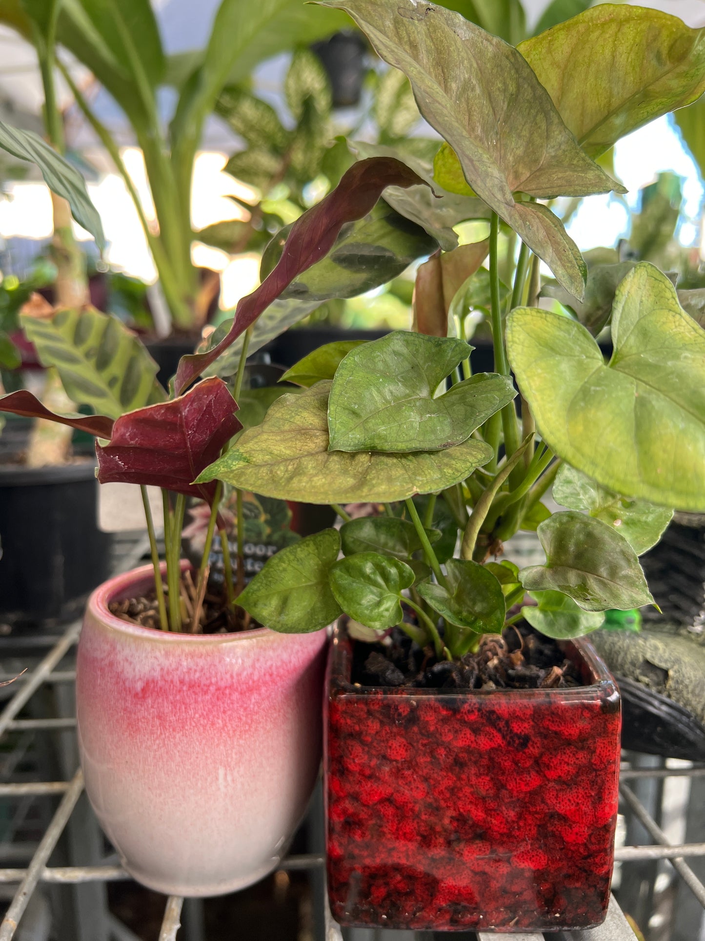 Plant in ceramic pot