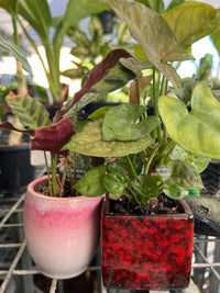 Plant in ceramic pot