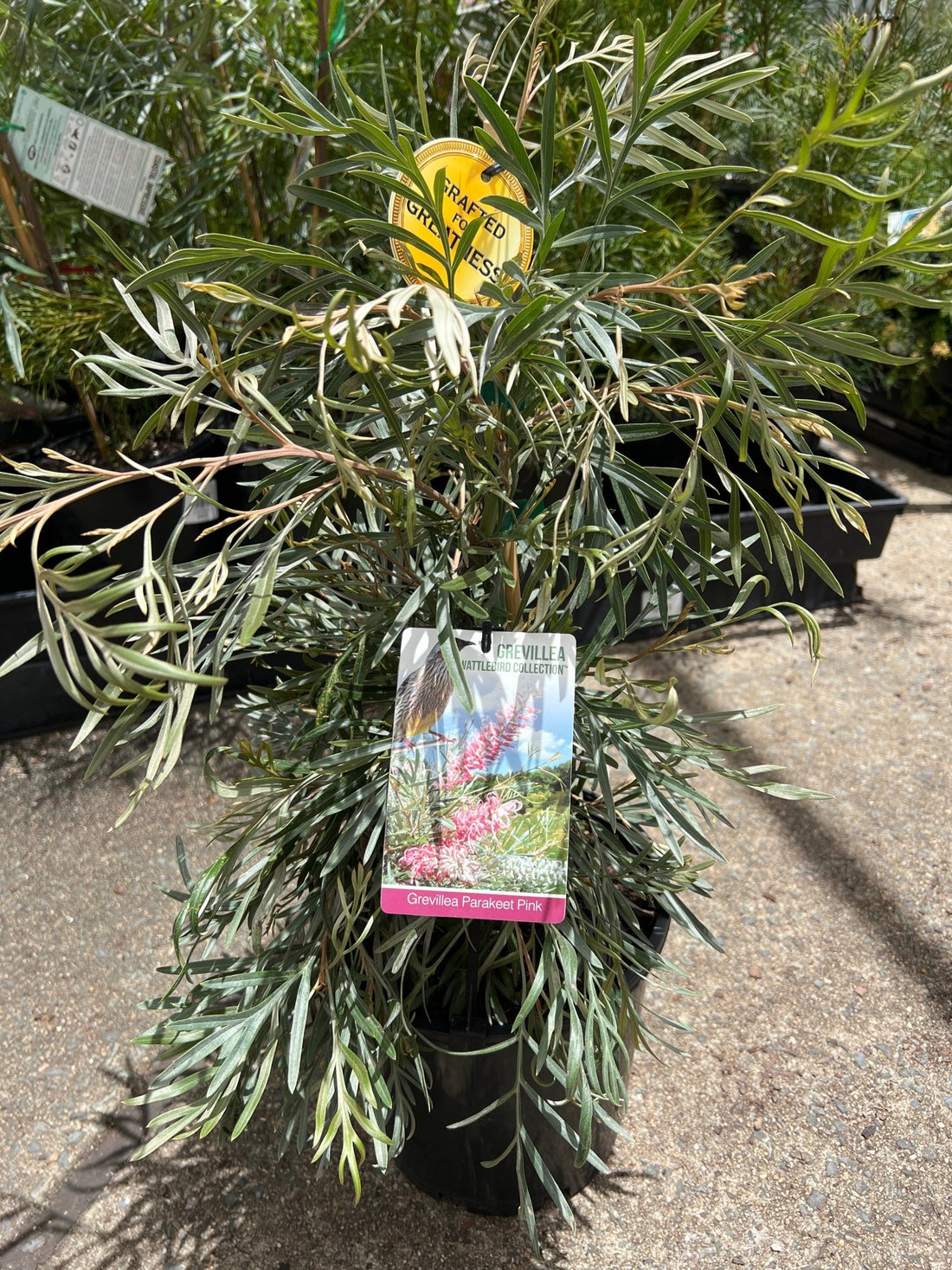 Grevillea ‘Honey Bird Parakeet Pink’ Grafted - Ladybird Nursery