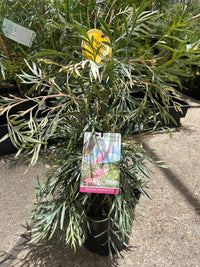 Grevillea ‘Honey Bird Parakeet Pink’ Grafted - Ladybird Nursery