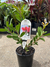 Callistemon 'Hot Pink' - Ladybird Nursery