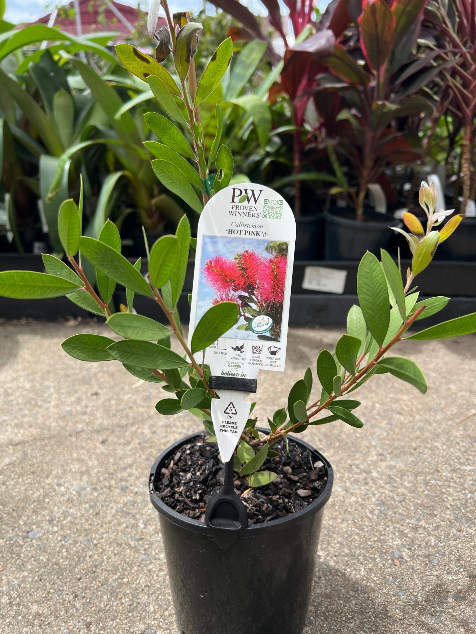 Callistemon 'Hot Pink' - Ladybird Nursery