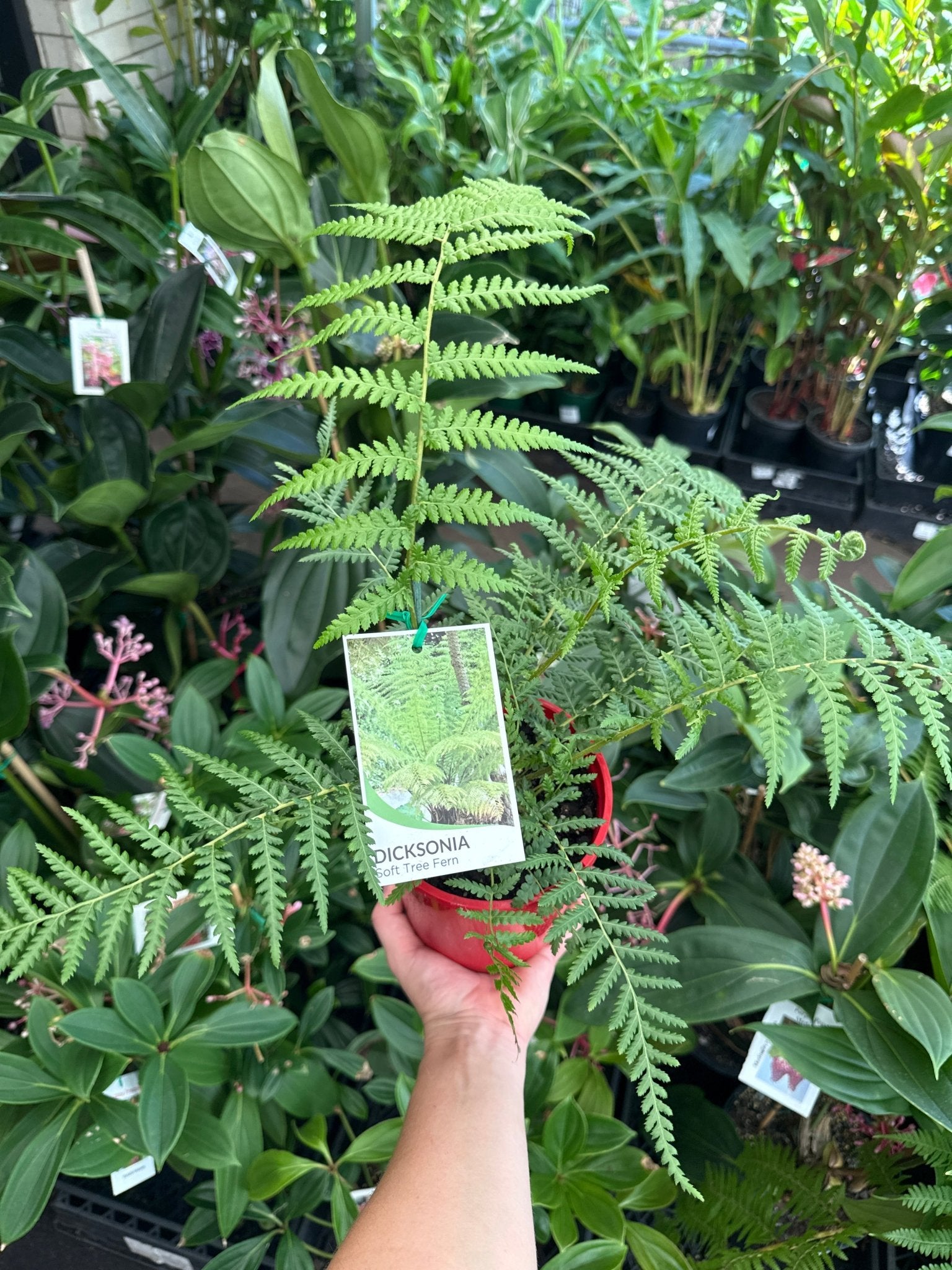 Soft Tree Fern (Dicksonia antarctica) - Ladybird Nursery