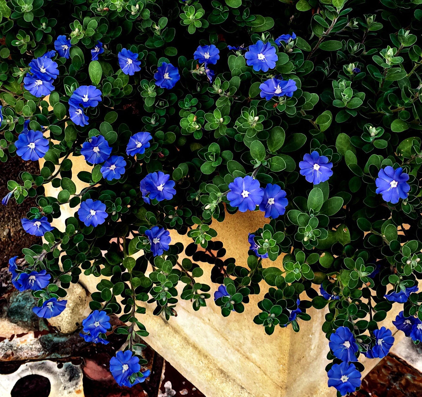 Blue Eyes (Evolvulus pilosus)