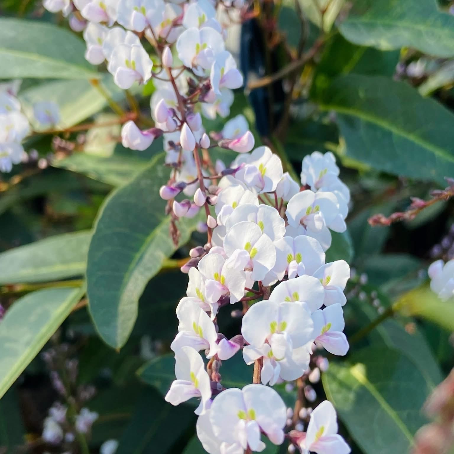 Hardenbergia 'Free and Easy' (Hardenbergia violacea)
