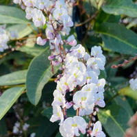 Hardenbergia 'Free and Easy' (Hardenbergia violacea)