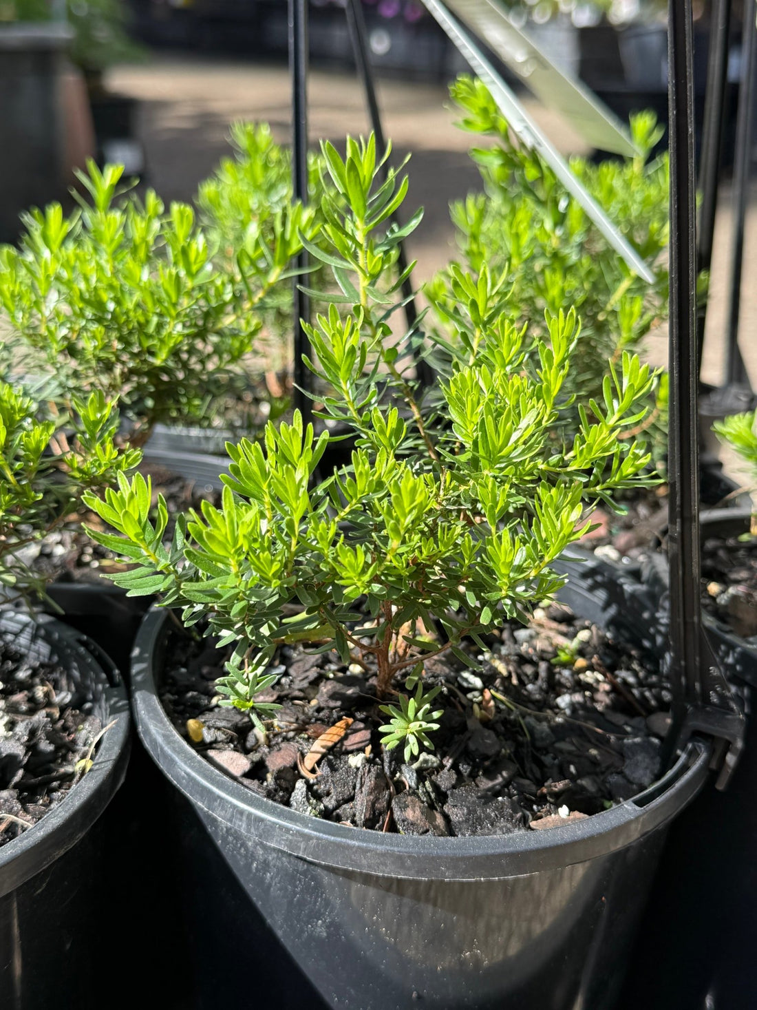 Kunzea baxteri 'Persian Pink' - Ladybird Nursery