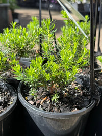 Kunzea baxteri 'Persian Pink' - Ladybird Nursery