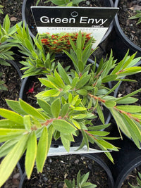 Green Envy (Callistemon viminalis) - Ladybird Nursery