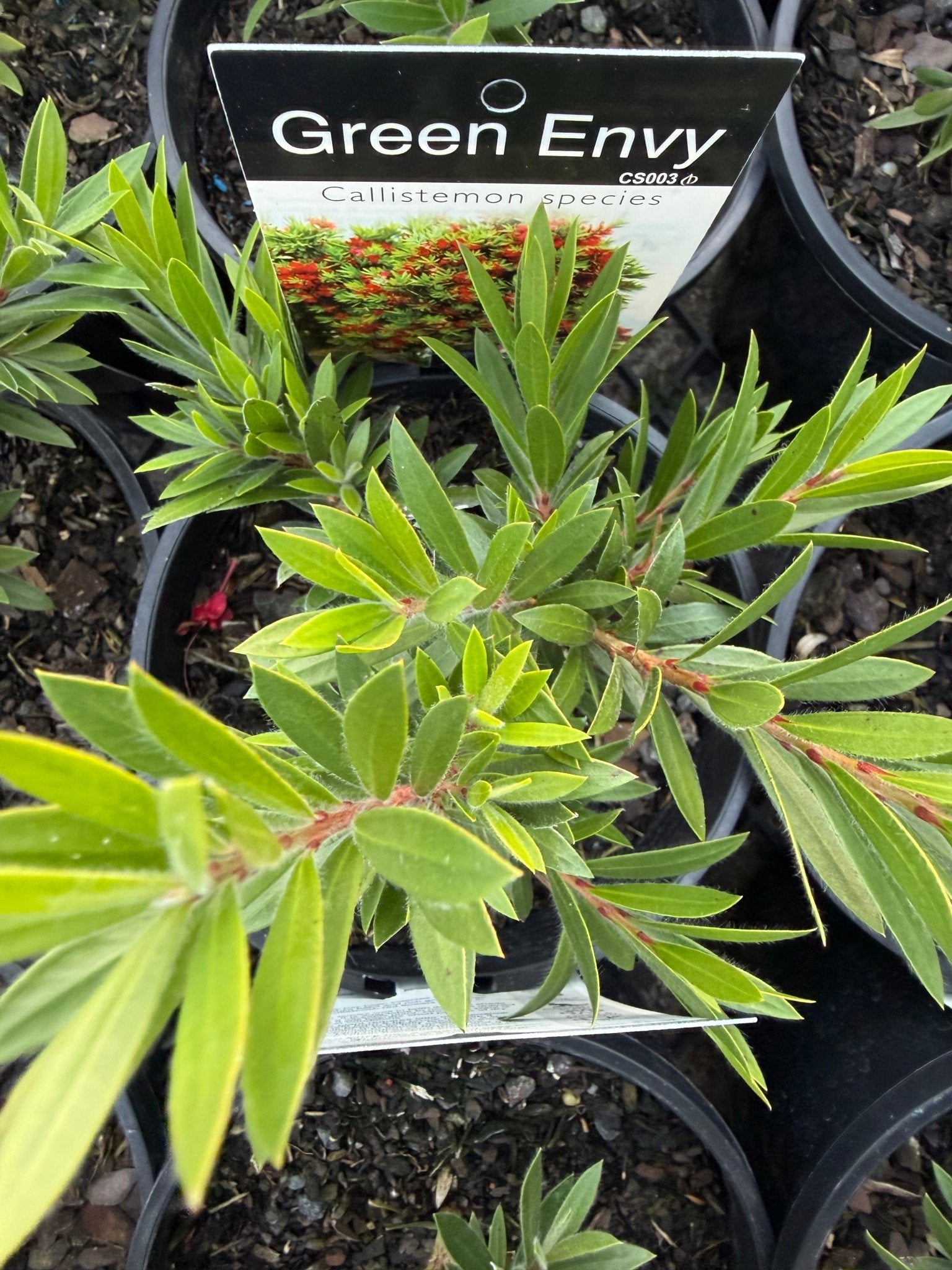 Green Envy (Callistemon viminalis) - Ladybird Nursery