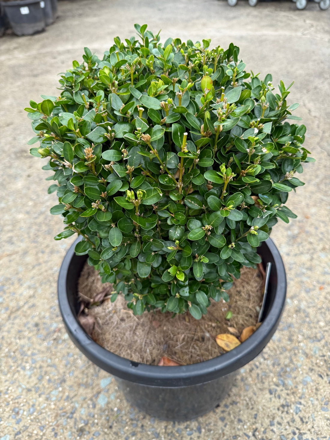 Dutch box 330mm Pot (PICK UP ONLY) - Ladybird Nursery