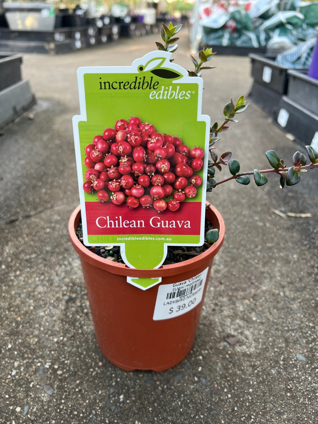 Guava 'Chilean' (Ugni molinae) - Ladybird Nursery