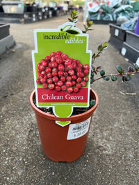 Guava 'Chilean' (Ugni molinae) - Ladybird Nursery