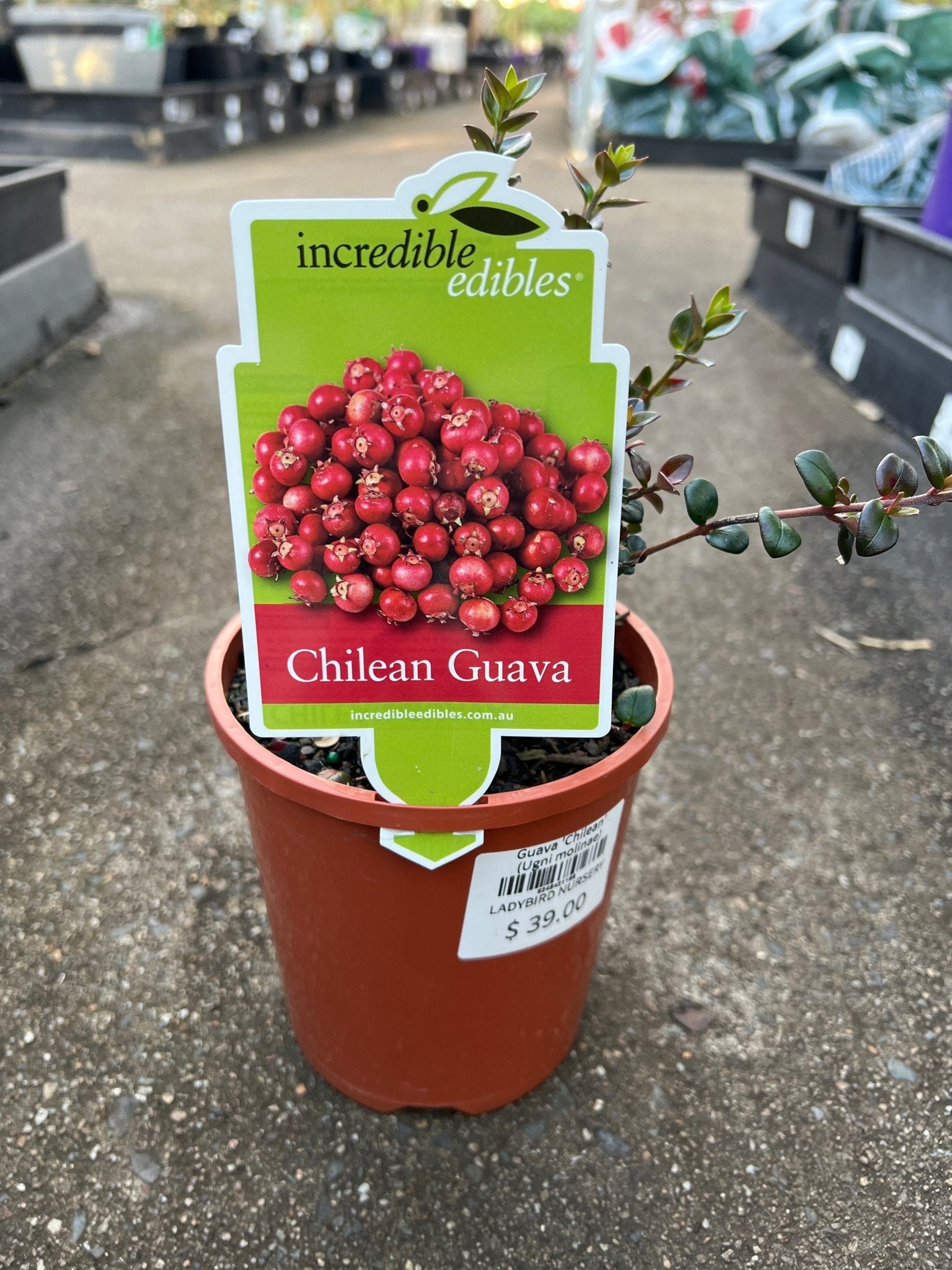 Guava 'Chilean' (Ugni molinae) - Ladybird Nursery