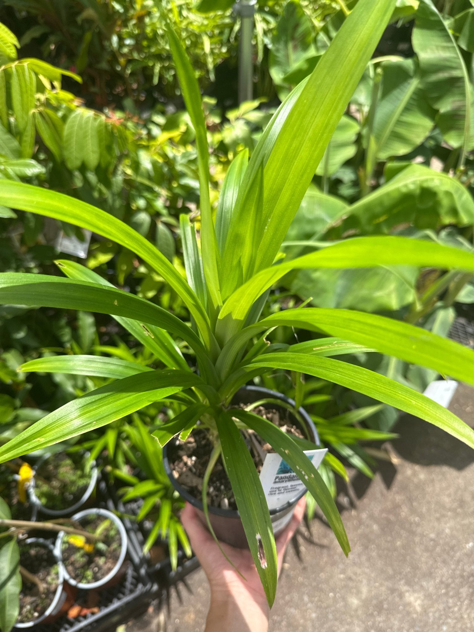Pandan Edible (Pandanus amaryllifolius) - Ladybird Nursery