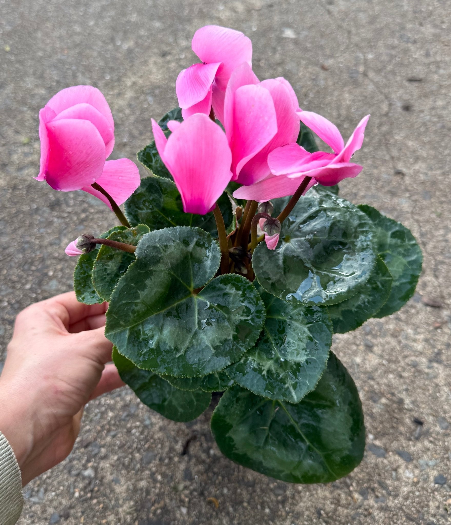 Cyclamen Leopardo Large 'Pink' - Ladybird Nursery