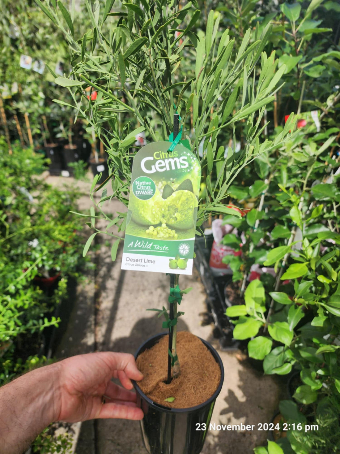 Dwarf Desert Lime (QLD Only) - Ladybird Nursery