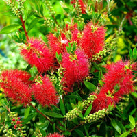 Bottlebrush Kings Park Special (Callistemon)
