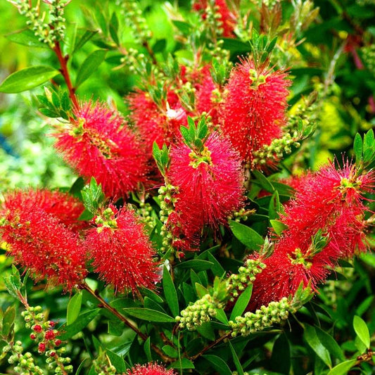 Bottlebrush Kings Park Special (Callistemon) - Ladybird Nursery