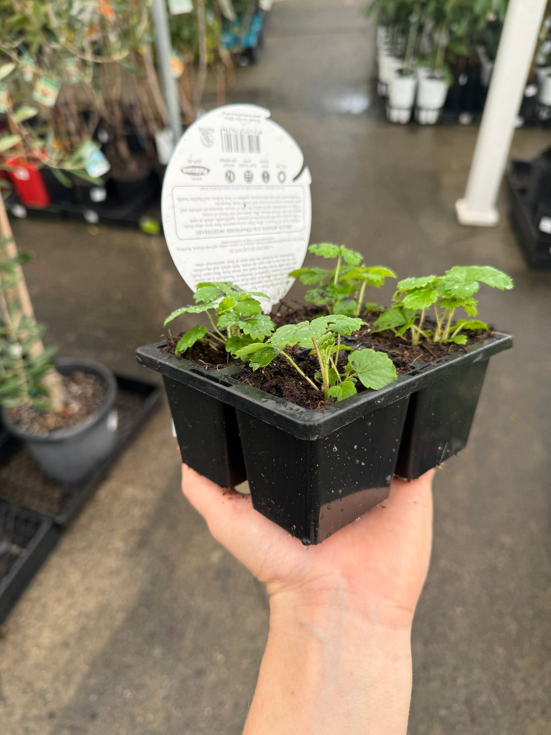 Strawberry 'Sweetheart' 4 pack (PICKUP ONLY) - Ladybird Nursery