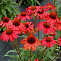 Coneflower Magic Vintage Orange (Echinacea Sun) - Ladybird Nursery