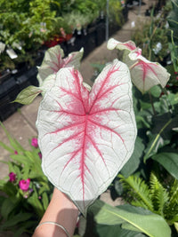 Caladium 'Fiesta' - Ladybird Nursery
