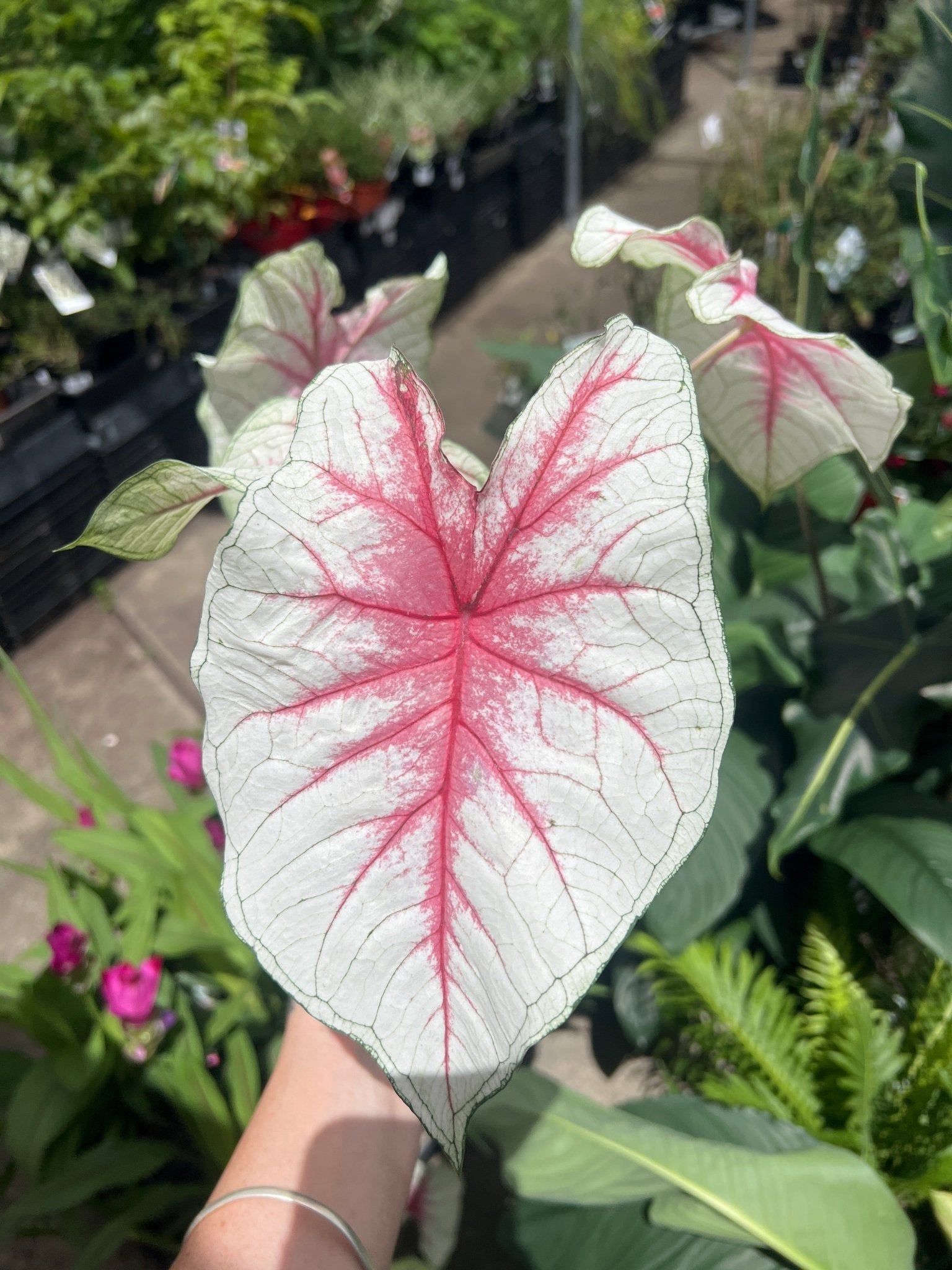 Caladium 'Fiesta' - Ladybird Nursery