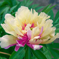 Itoh Peony Lemon Dream (Paeonia) - Ladybird Nursery