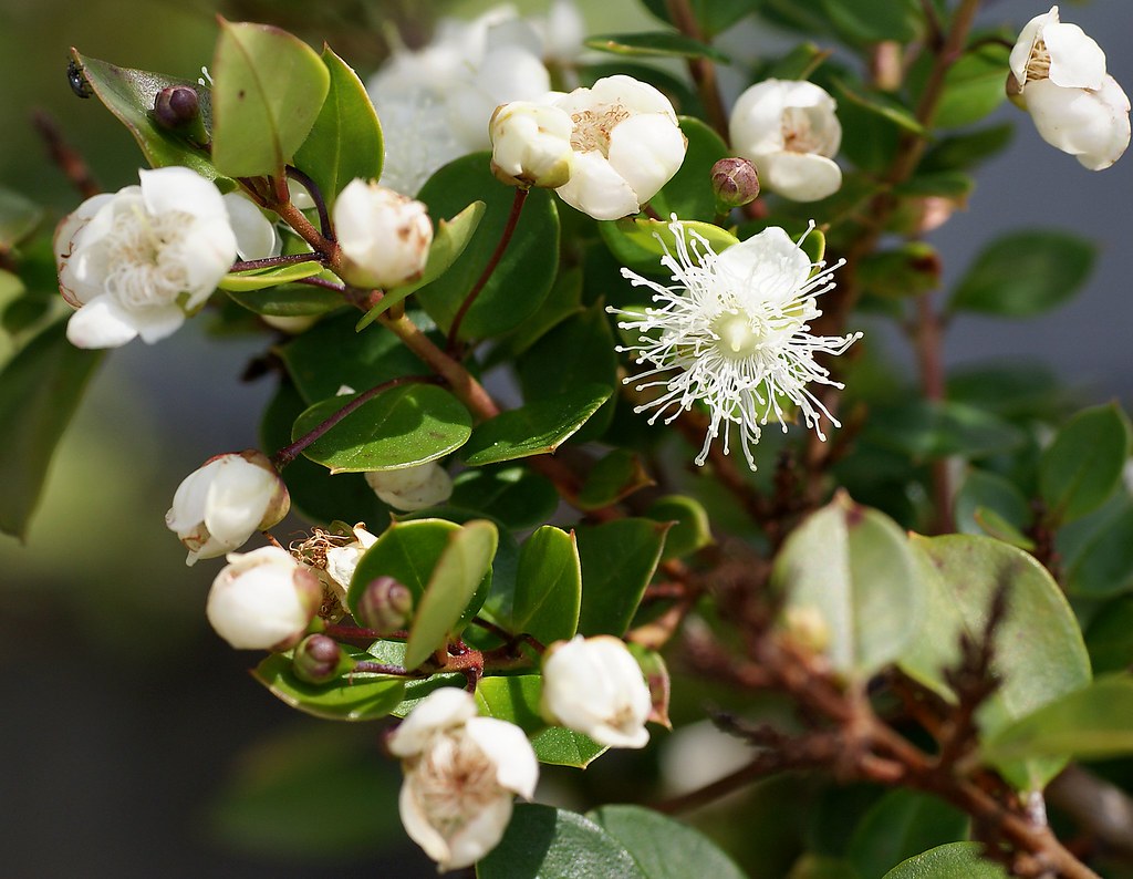 Chilean Myrtle (Luma apiculata)