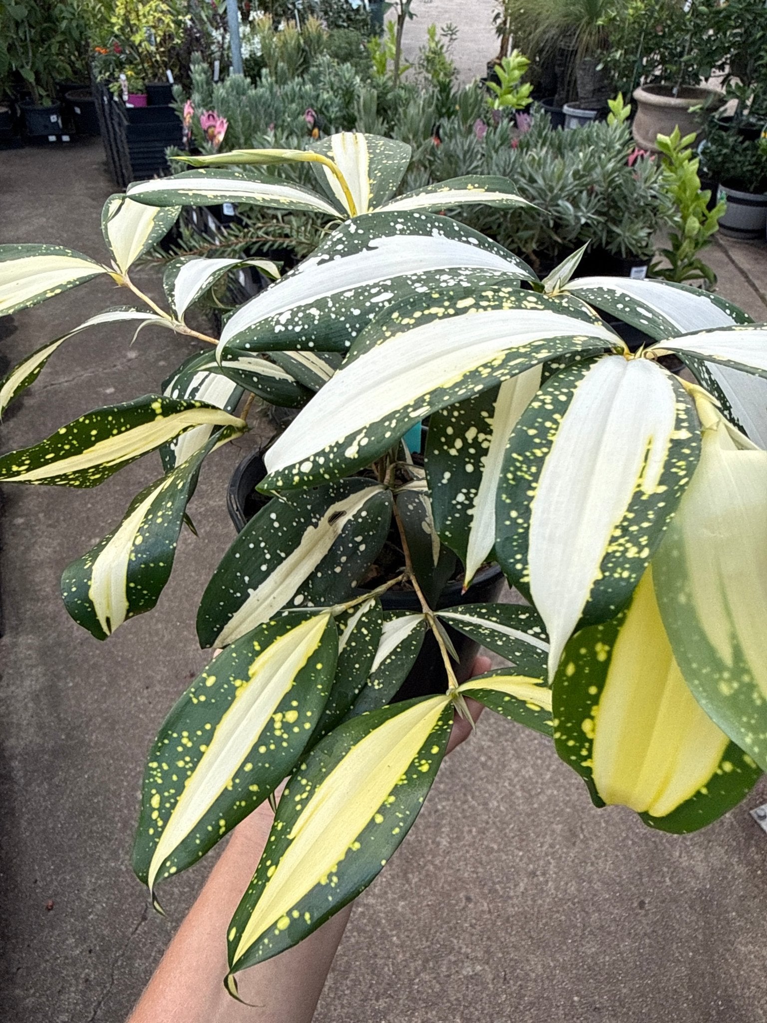 Dracaena ‘Milky Way’ (Dracaena surculosa) - Ladybird Nursery