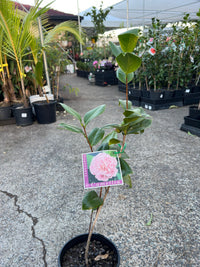 Camellia 'Debutante' (Camellia japonica) - Ladybird Nursery