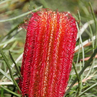 Banksia ericifolia 'Red Alert'