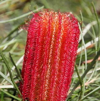 Banksia ericifolia 'Red Alert' - Ladybird Nursery