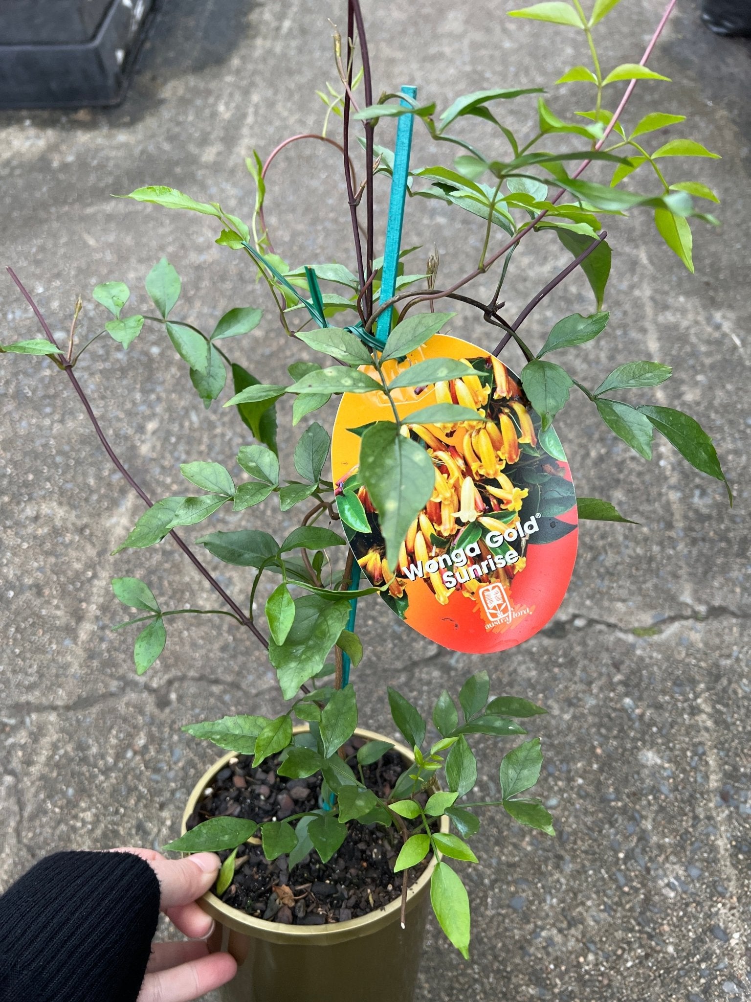 Pandorea 'Wonga Gold Sunset' (Pandorea pandorana) - Ladybird Nursery