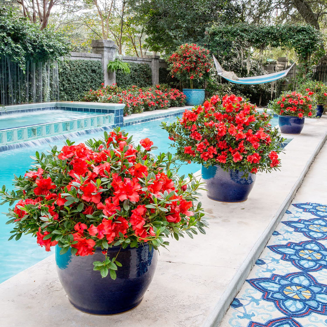 Azalea ENCORE AUTUMN Jewel™ - Ladybird Nursery
