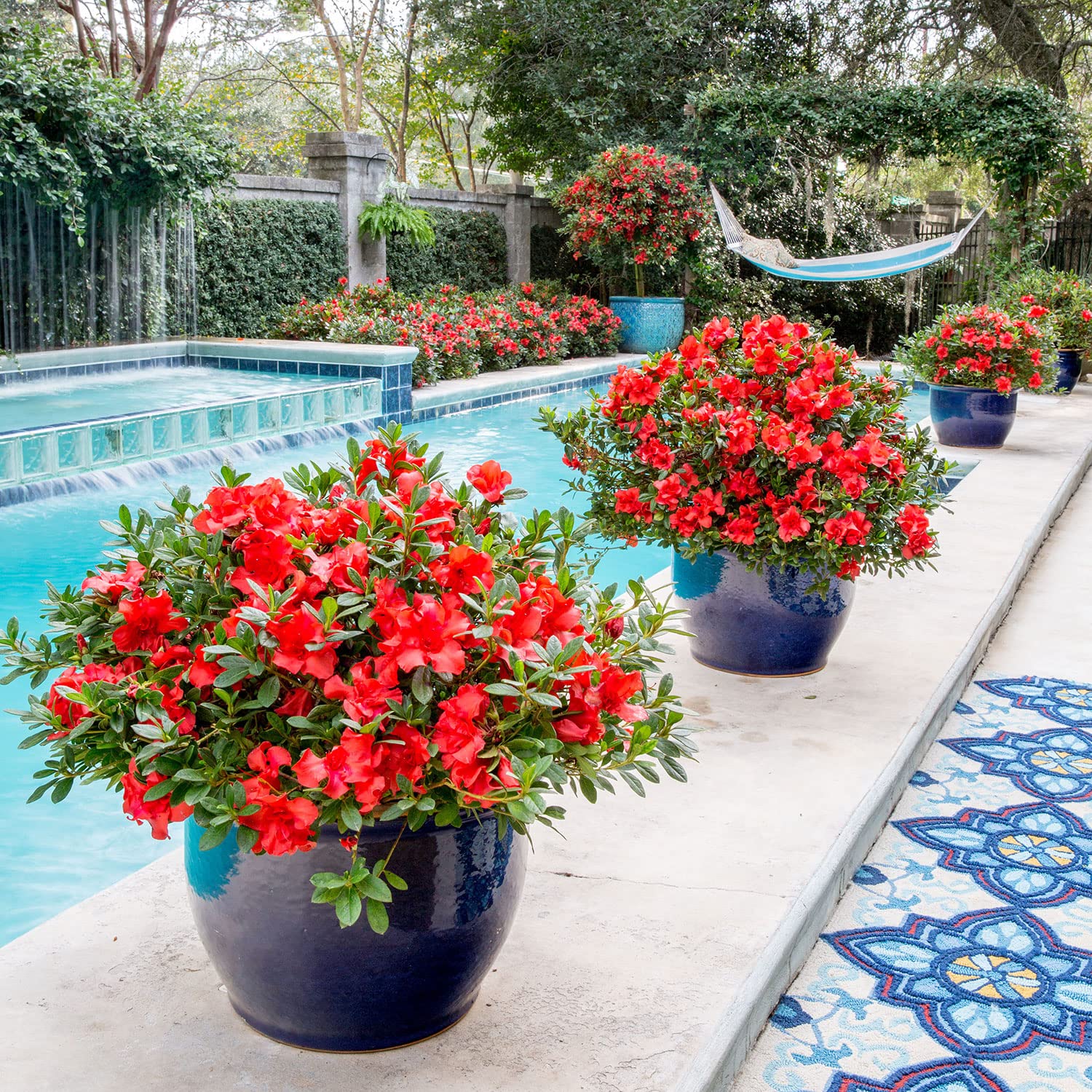 Azalea ENCORE AUTUMN Jewel™ - Ladybird Nursery