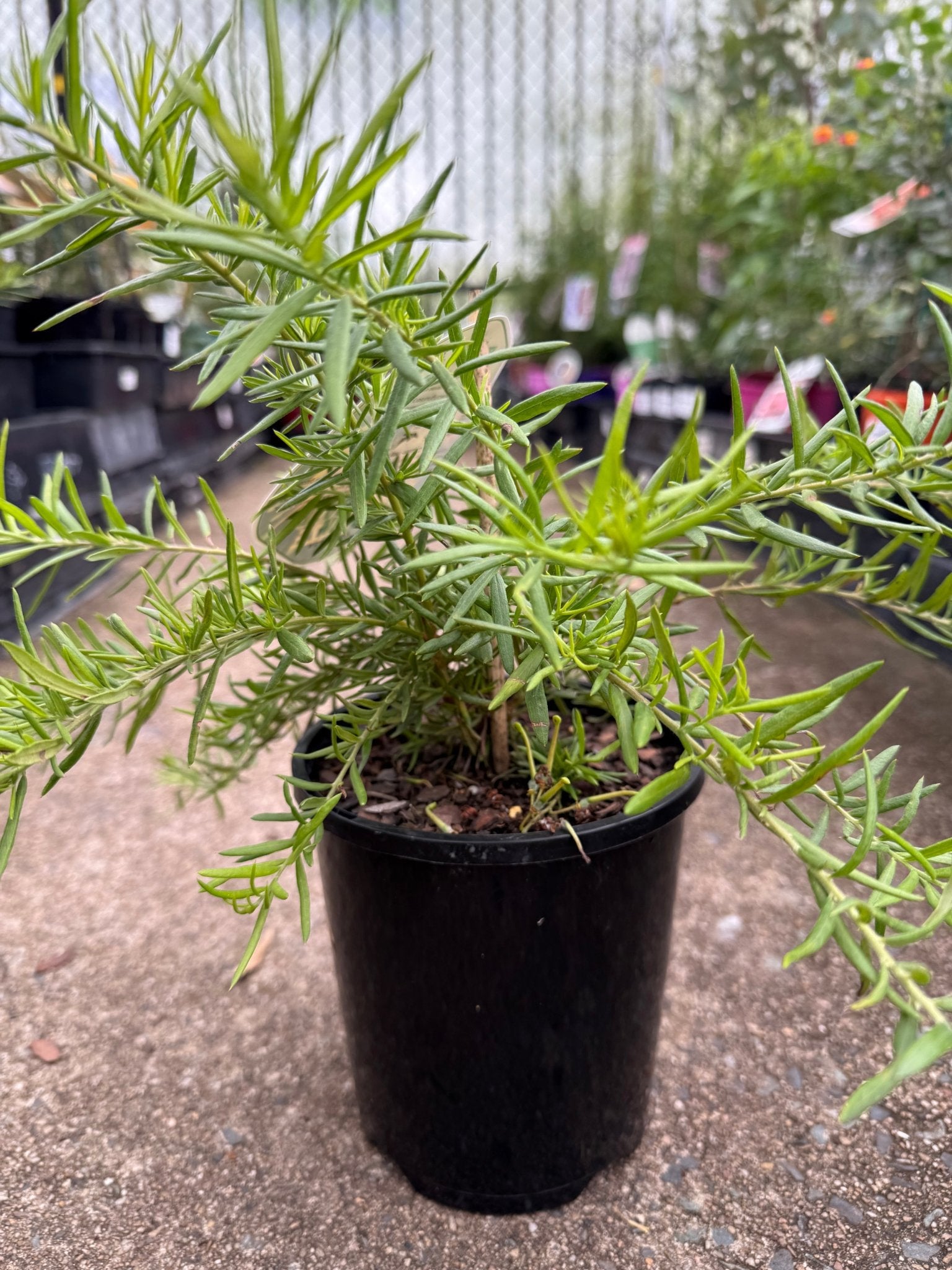 Grevillea Lemon Daze - Ladybird Nursery