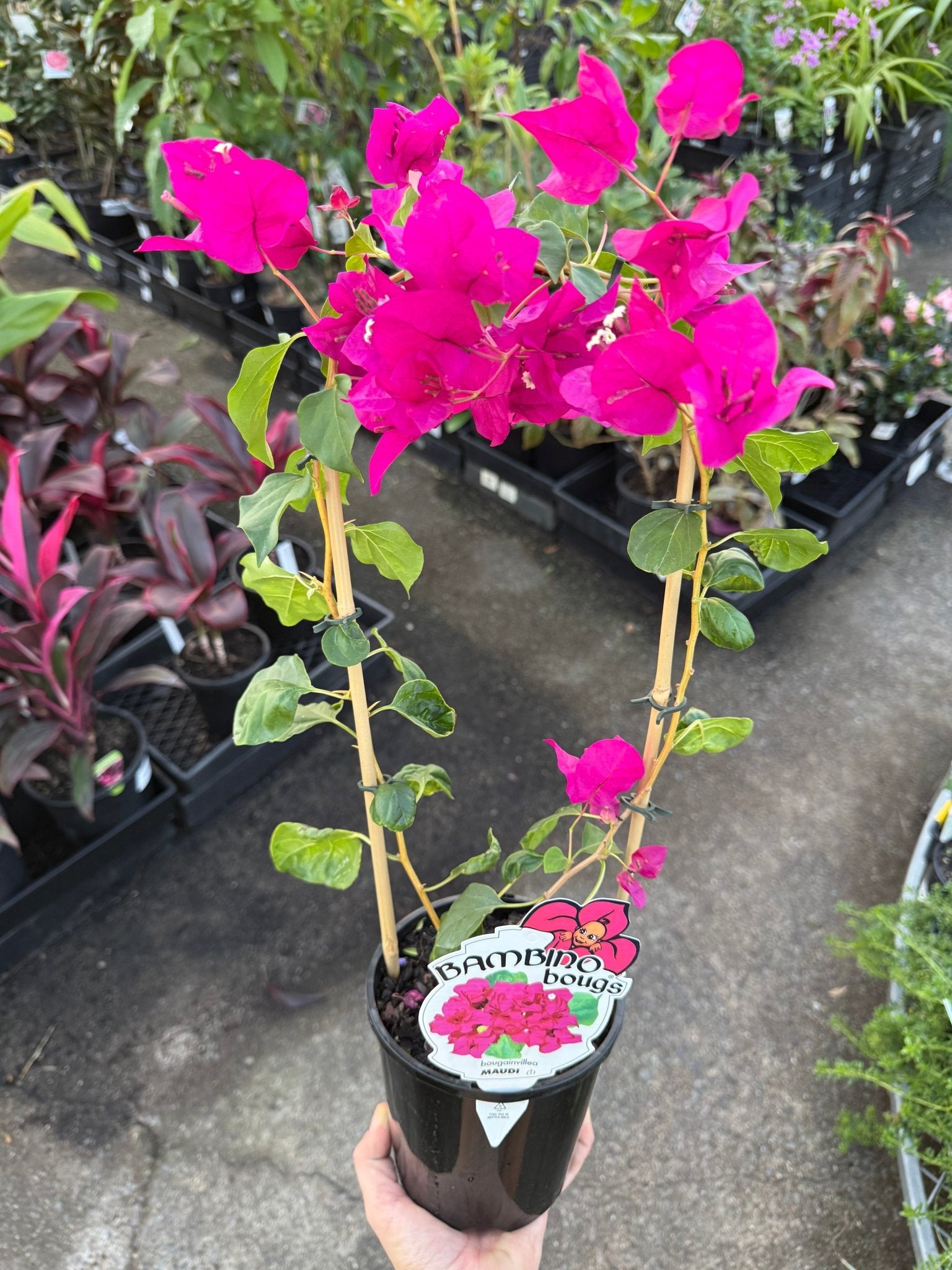 Bougainvillea 'Maudi' (Bougainvillea Bambino™) - Ladybird Nursery