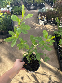 Plumbago ‘Blue' - Ladybird Nursery