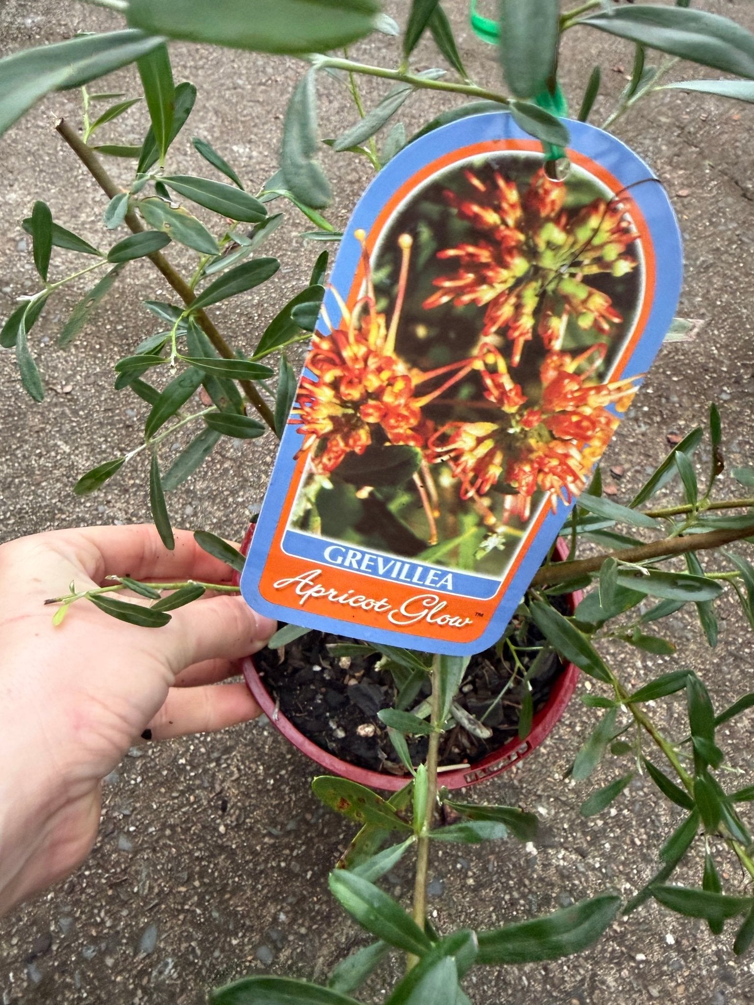 Grevillea 'Apricot Glow' - Ladybird Nursery