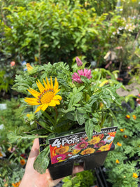 Gazania green leaf - 4cell pot (PICK UP ONLY) - Ladybird Nursery