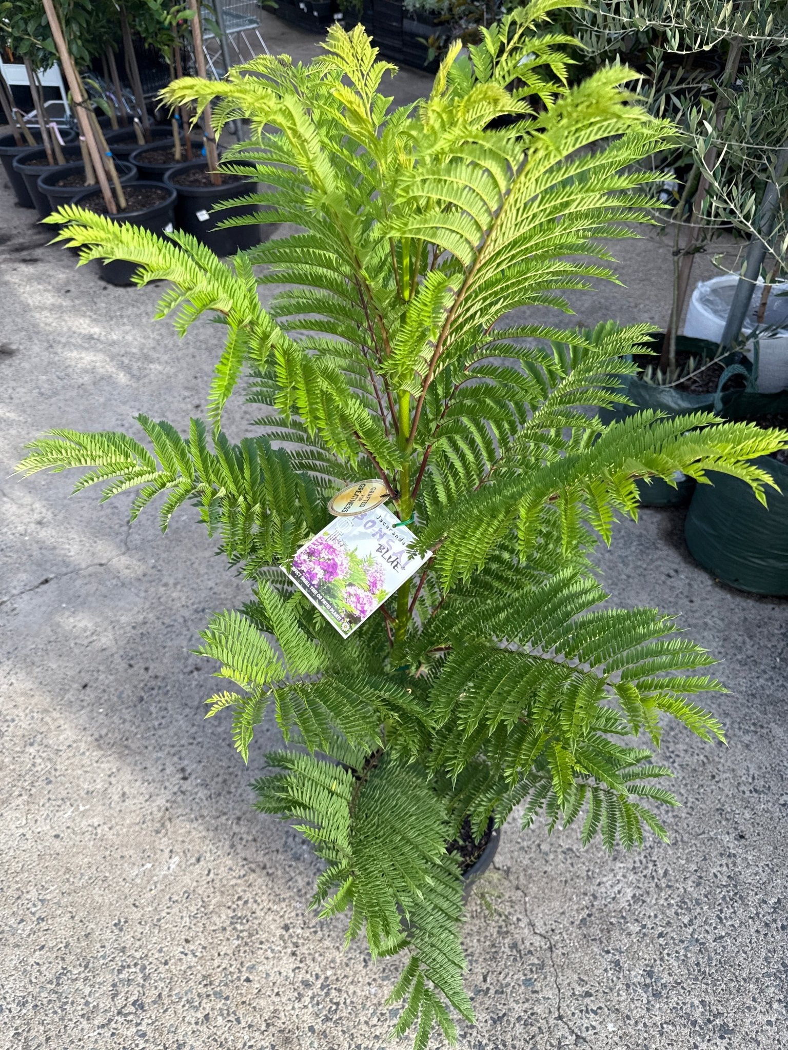 Dwarf Jacaranda Tree "Bonsai Blue" (PICK UP ONLY) - Ladybird Nursery