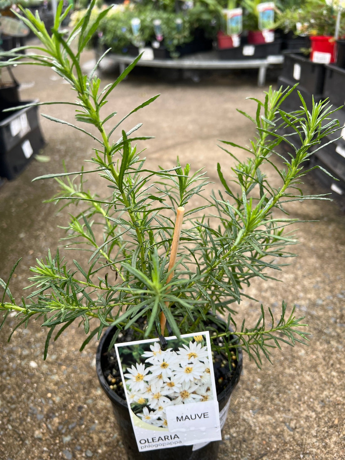 Thin-Leaf Daisy-Bush ‘Mauve’ (Olearia tenuifolia) - Ladybird Nursery