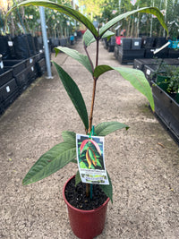 Johnstone River Satinash (Syzygium erythrocalyx)