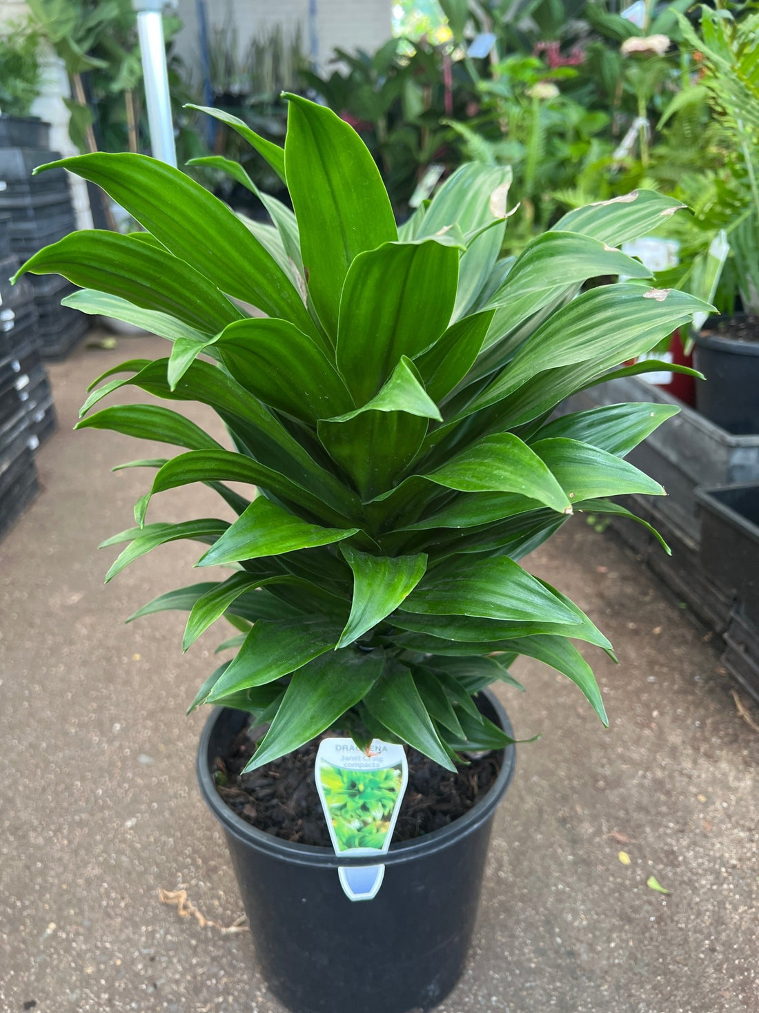 Dracaena Janet Craig Compacta (Dracaena deremensis) - Ladybird Nursery
