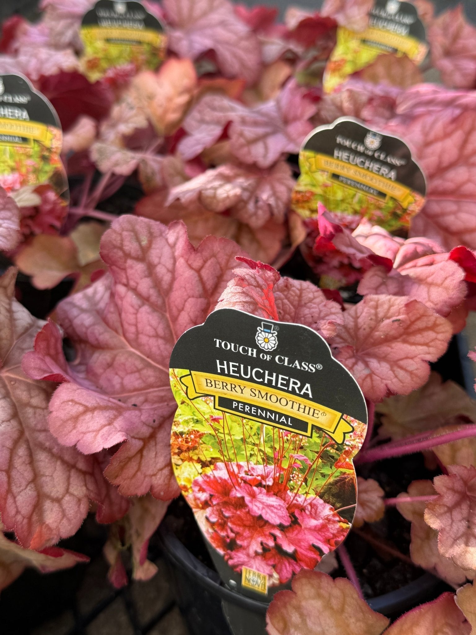 Heuchera 'Berry Smoothie' - Ladybird Nursery