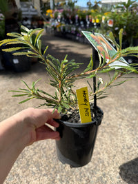 Dwarf Banksia 'Honey Pots' - Ladybird Nursery
