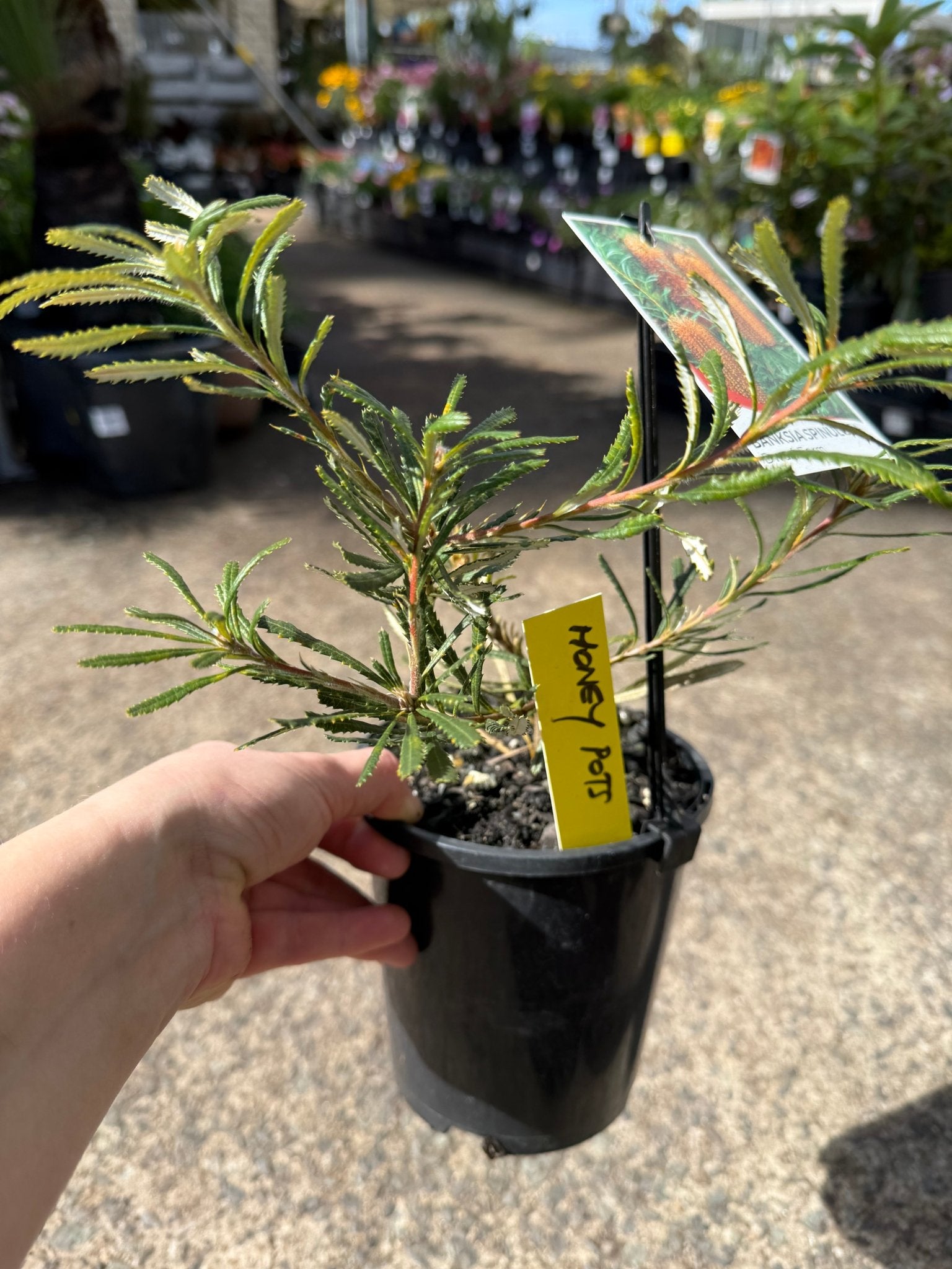 Dwarf Banksia 'Honey Pots' - Ladybird Nursery